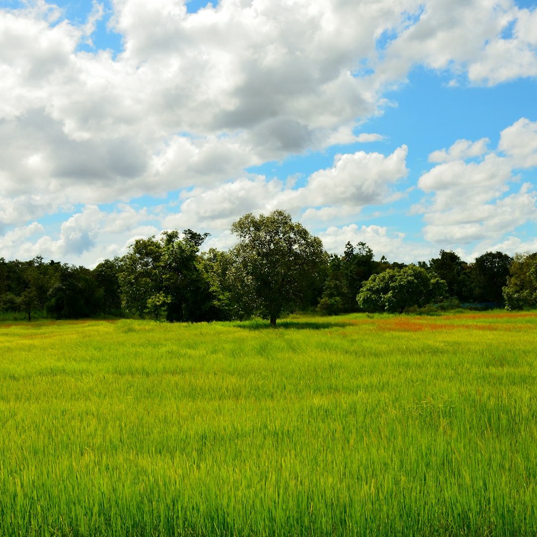 The calm of Highfield Plains Lush green field with a single tree under a blue sky with fluffy white clouds.